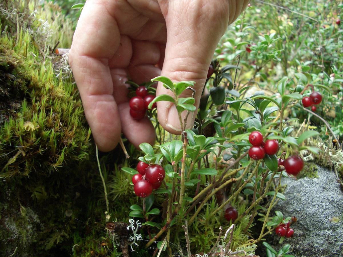Gaestrum Gnottnehult Osterbymo Екстер'єр фото